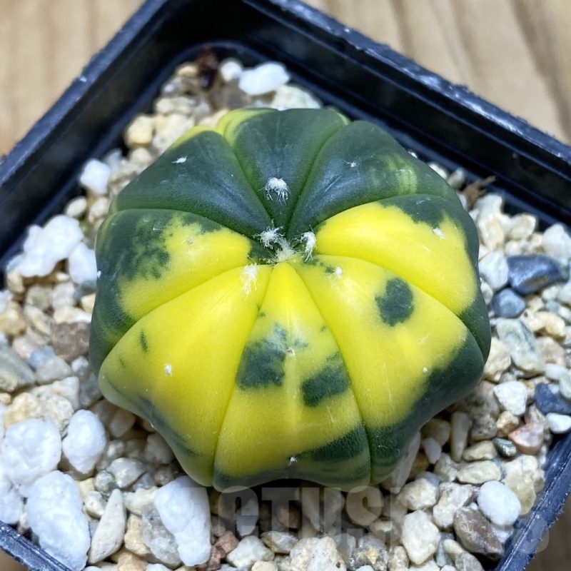 SH3489 Astrophytum asterias f. variegata
