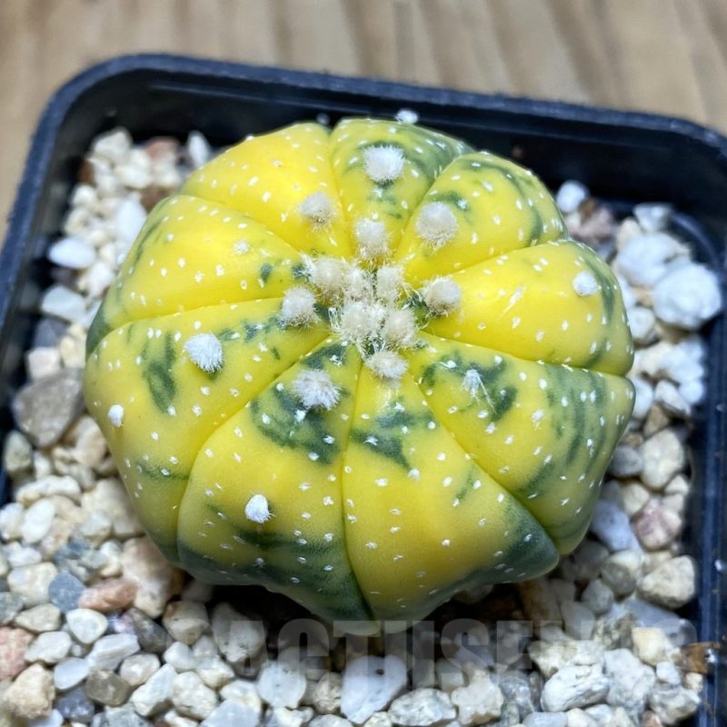 SH3496 Astrophytum asterias f. variegata