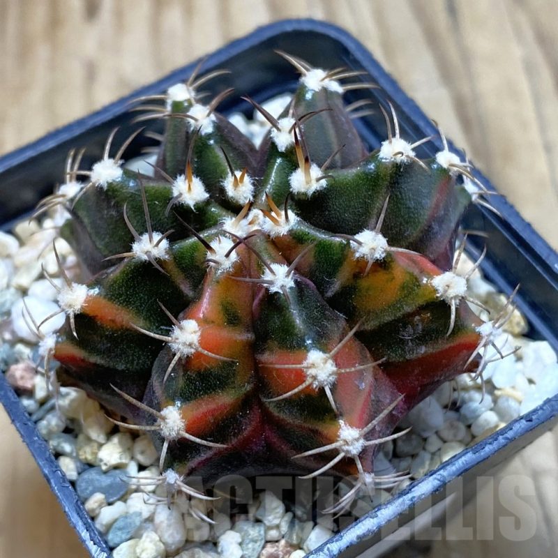 SH3505 Gymnocalycium mihanovichii ‘Sepia’, seedling