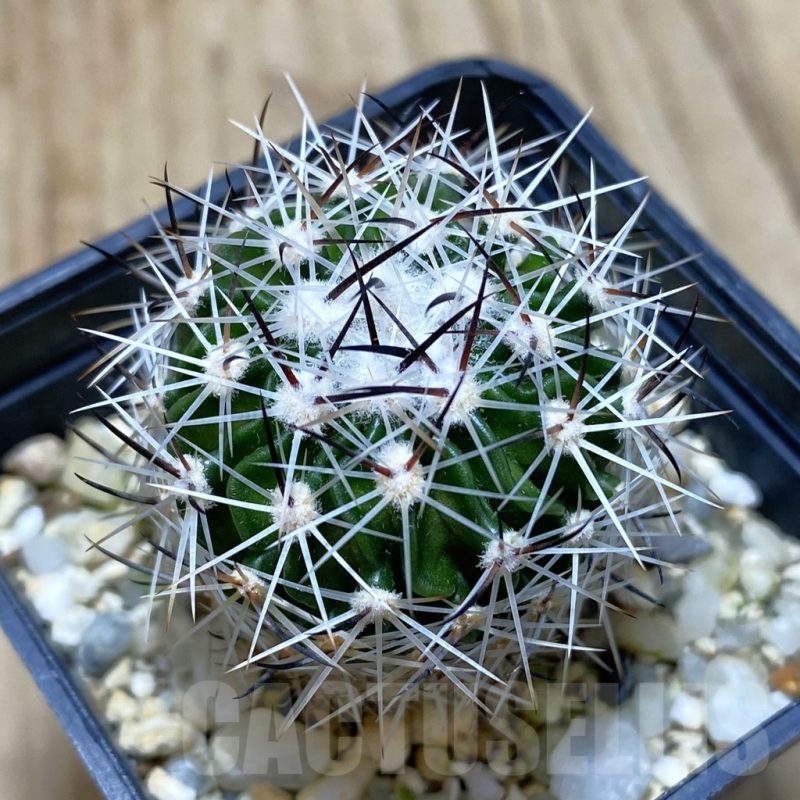 SH352 Stenocactus sp., RS 809