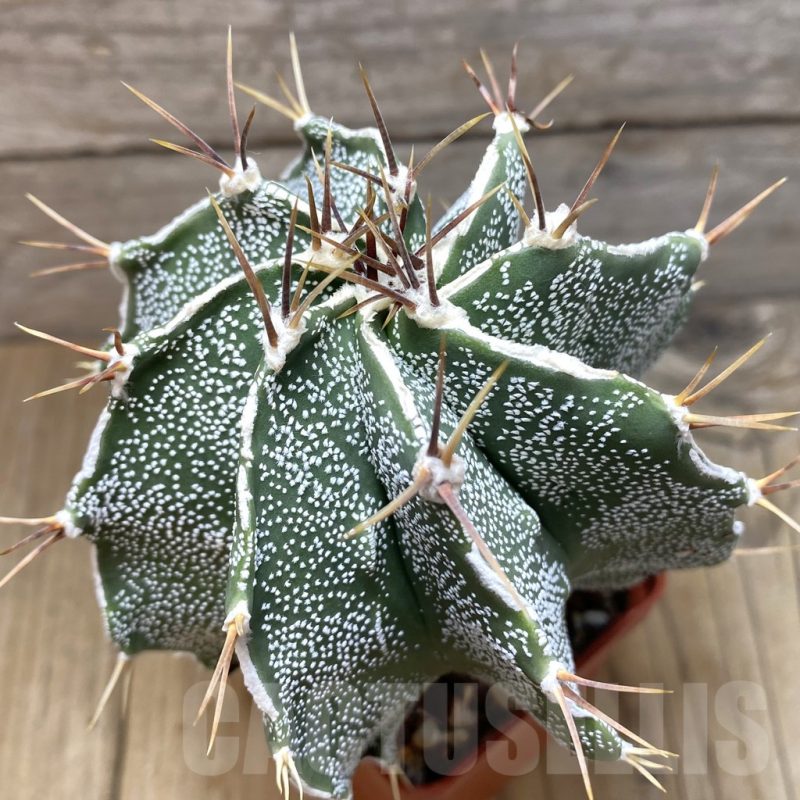 SH355 Astrophytum ornatum hybrid
