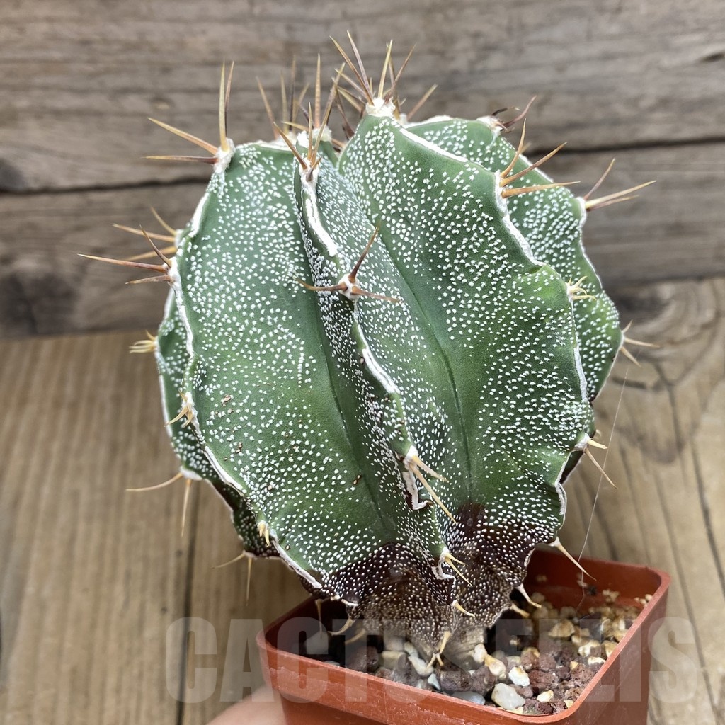 SH355 Astrophytum ornatum hybrid - Imagen 2