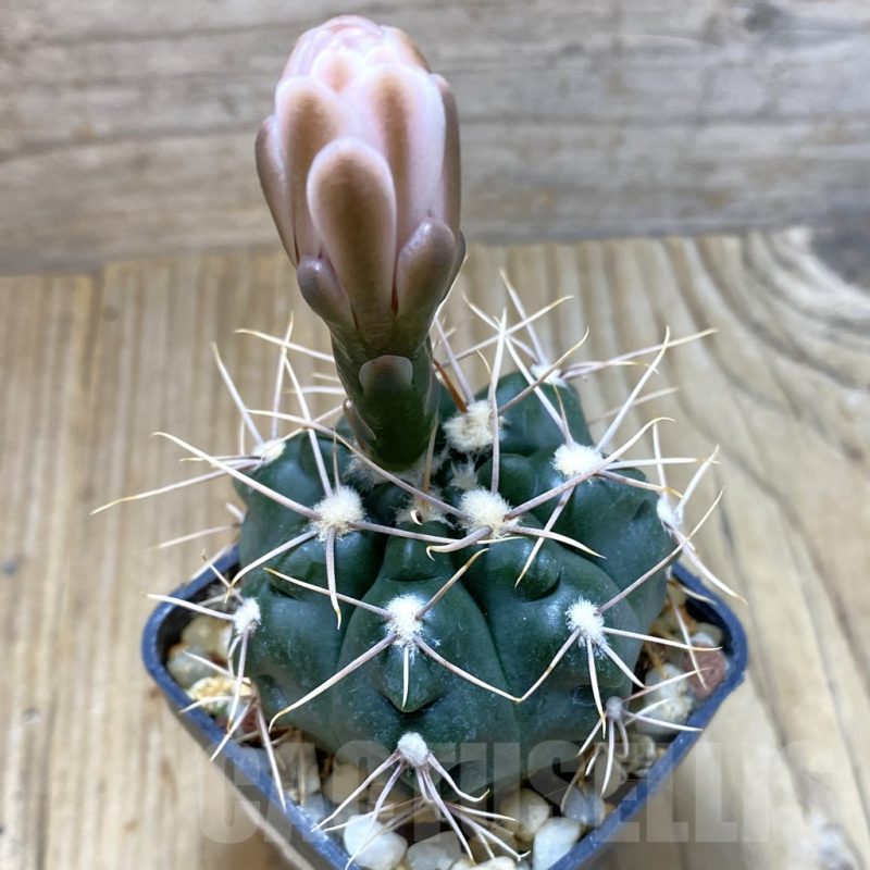 SH3895 Gymnocalycium sp. TOM 775/1, El Potrero 1189 m., Argentina