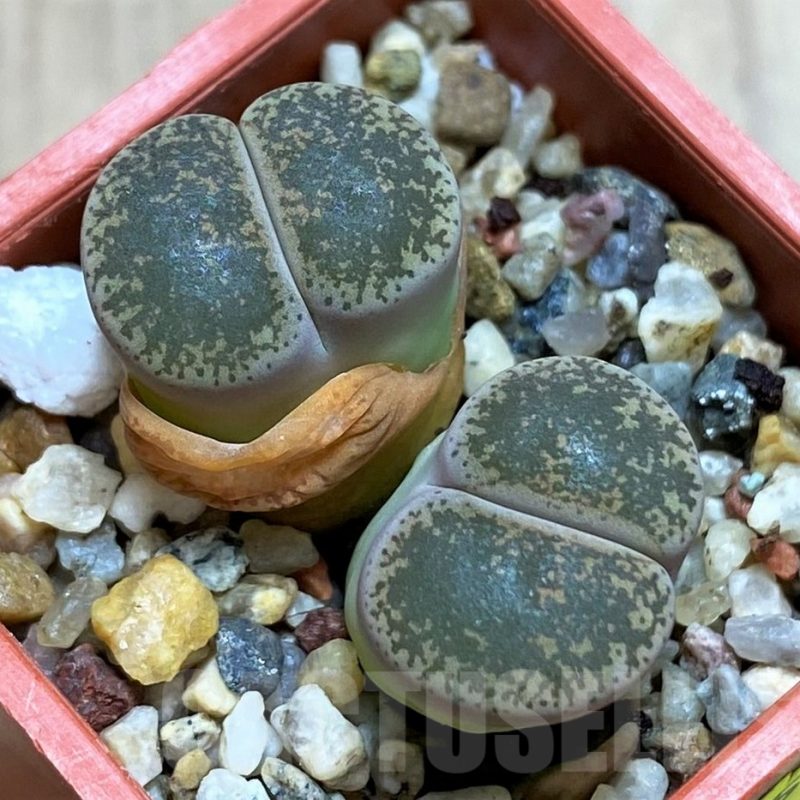 SH3954 Lithops lesliei