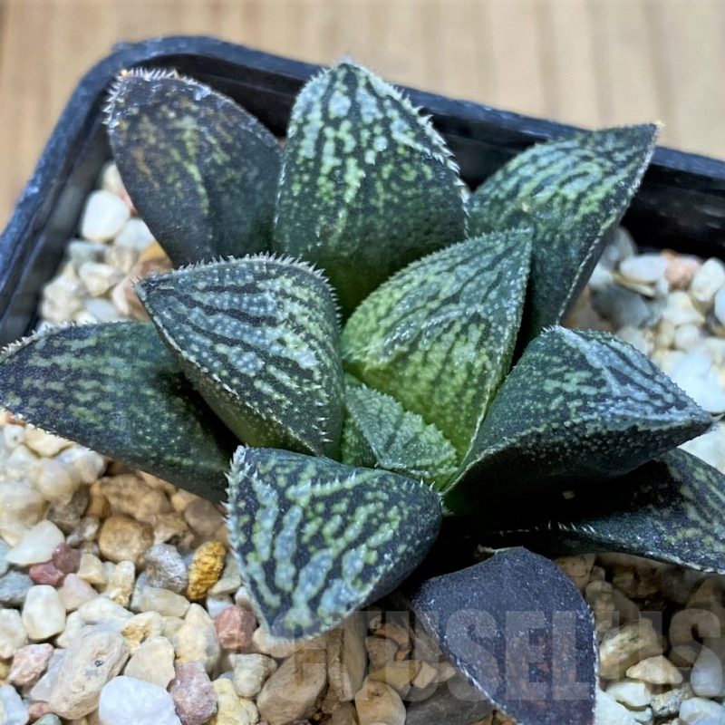 SH3998 Haworthia 'Kegazato' hybrid