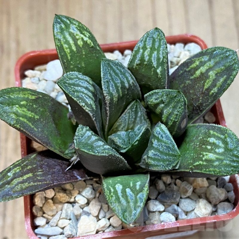 SH4002 Haworthia splendens x truncata