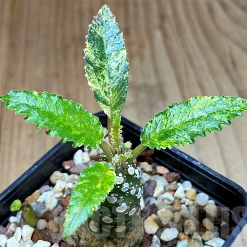 SH4022 Dorstenia hybrid f. variegata