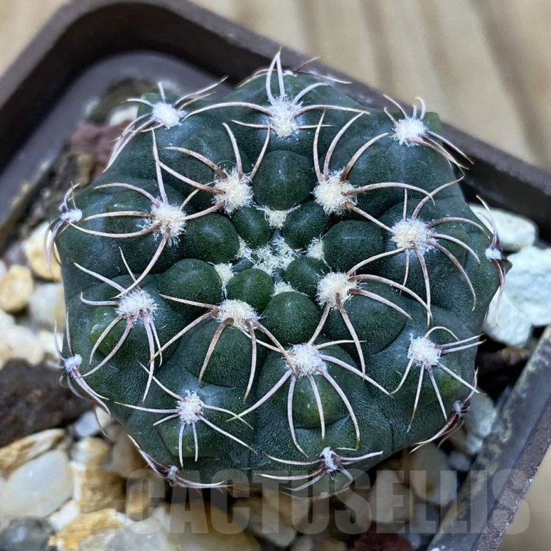 SH418 Gymnocalycium sutterianum P 191
