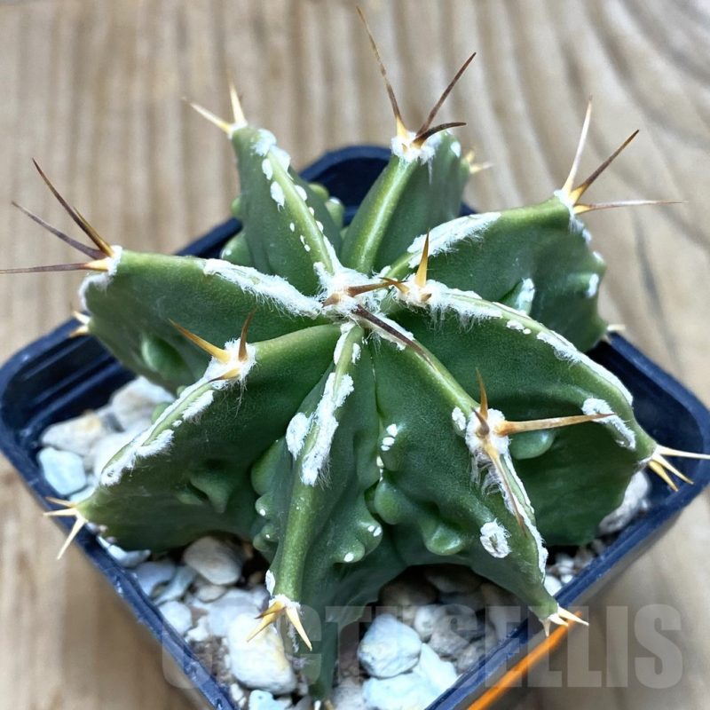 SH419 Astrophytum ornatum 'Fukuryu'
