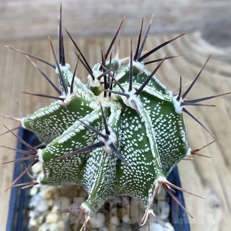 SH420 Astrophytum ornatum hybrid