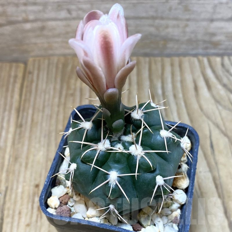 SH4309 Gymnocalycium sp. (gaponii aff.) TOM 775/1, El Potrero 1189 m., Argentina