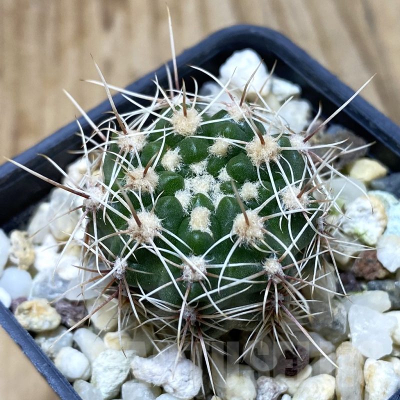 SH434 Gymnocalycium bruchii v. spinosior