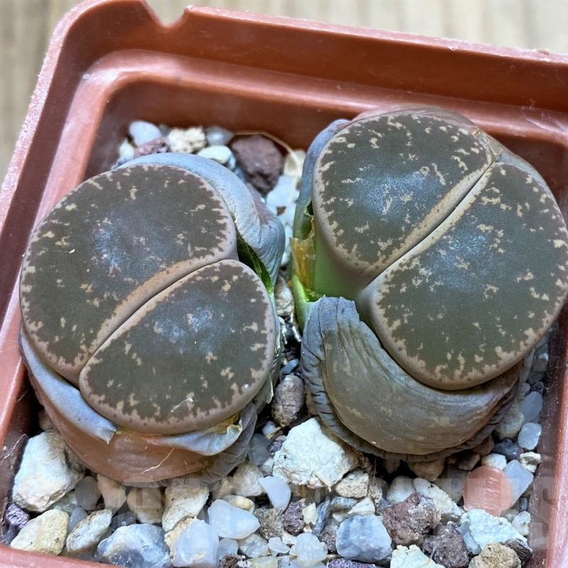 SH4341 Lithops lesliei C 359