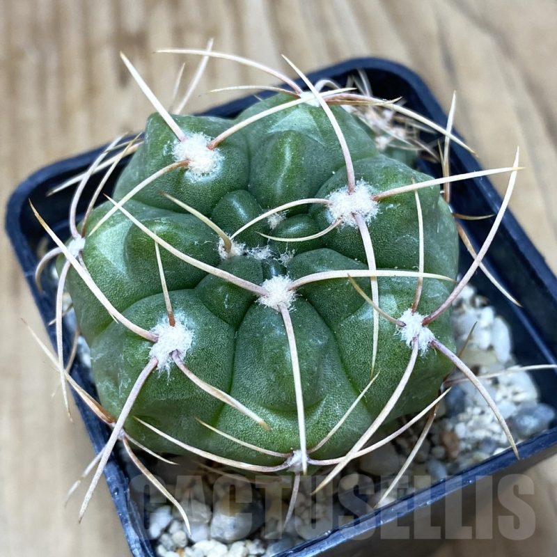 SH439 Gymnocalycium monvillei