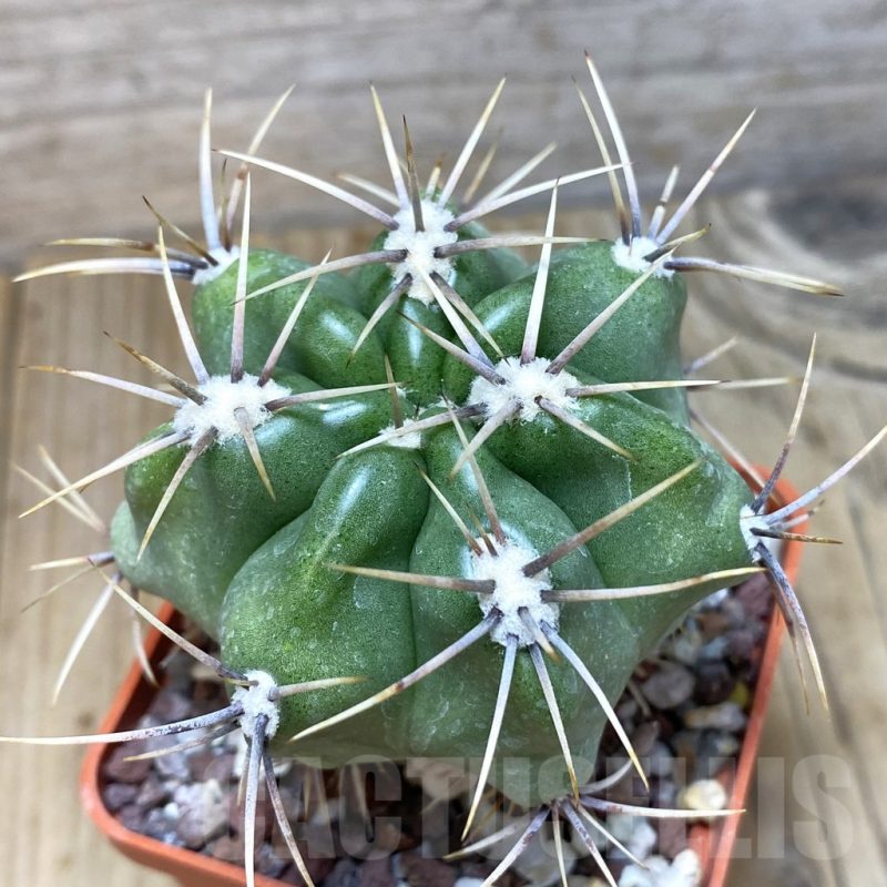SH440 Gymnocalycium achirasense v. chacrasense
