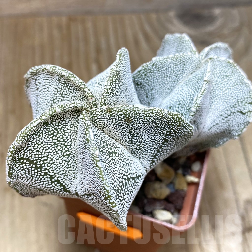 SH441 Astrophytum myriostigma 'Onzuka' hybrid