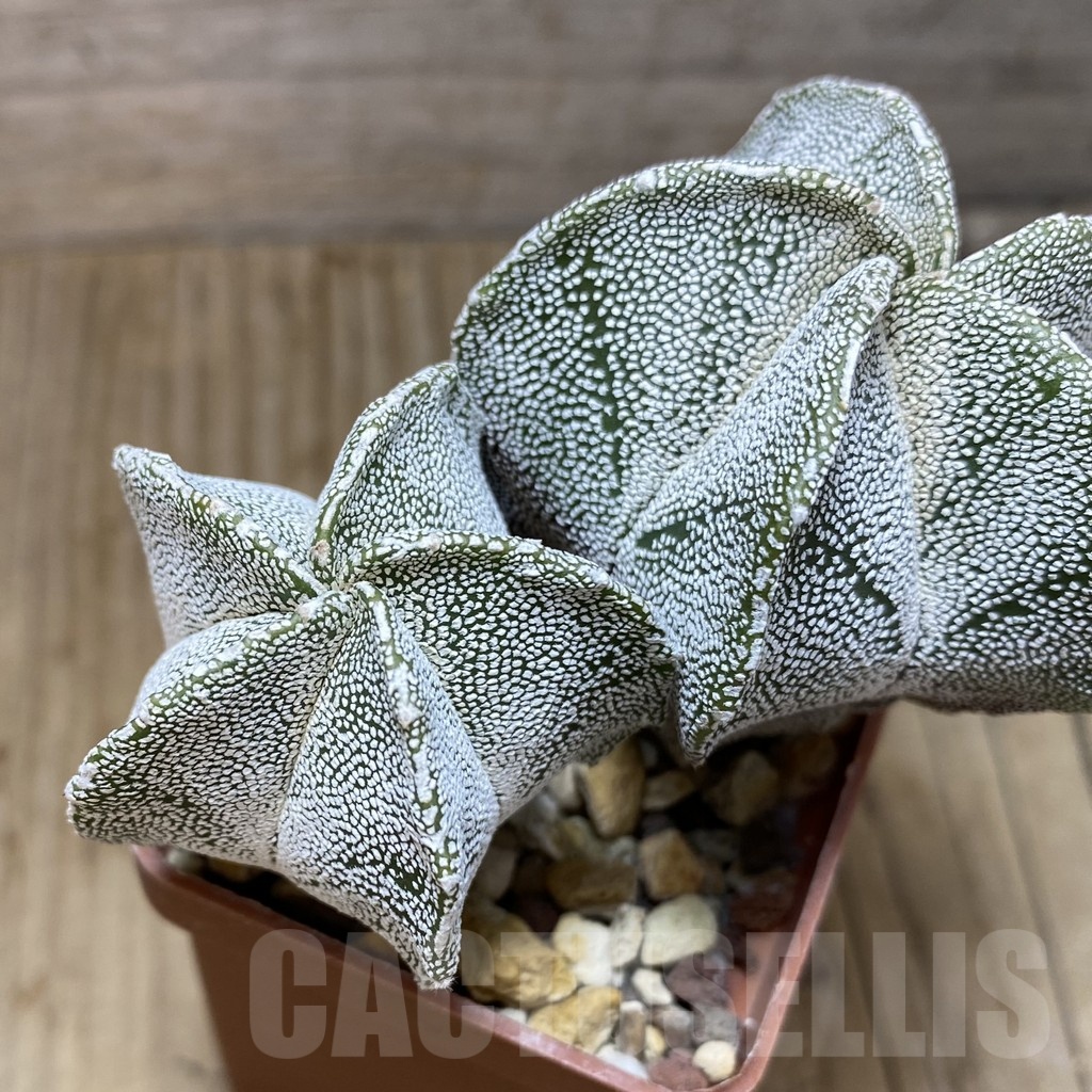 SH441 Astrophytum myriostigma 'Onzuka' hybrid - Imagen 3