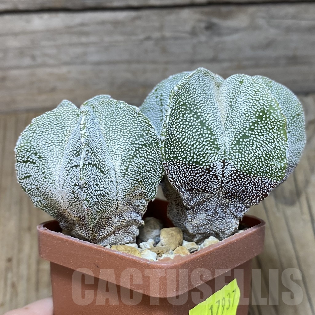 SH441 Astrophytum myriostigma 'Onzuka' hybrid - Imagen 2
