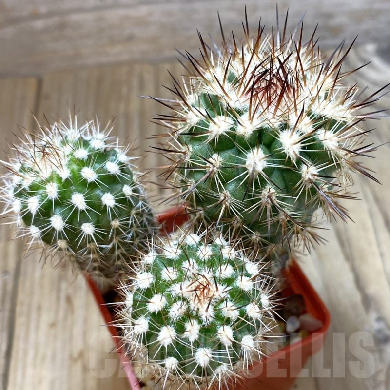 SH4614 Neoporteria subgibbosa ex M.G. 1037.48, 3 plants