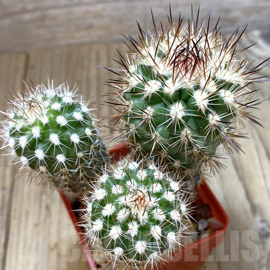 SH4614 Neoporteria subgibbosa ex M.G. 1037.48, 3 plants