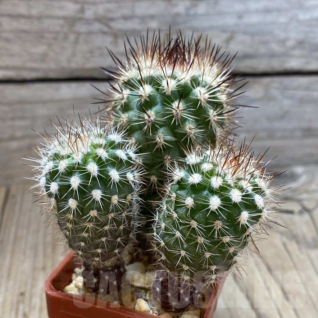 SH4614 Neoporteria subgibbosa ex M.G. 1037.48, 3 plants - 画像 (2)