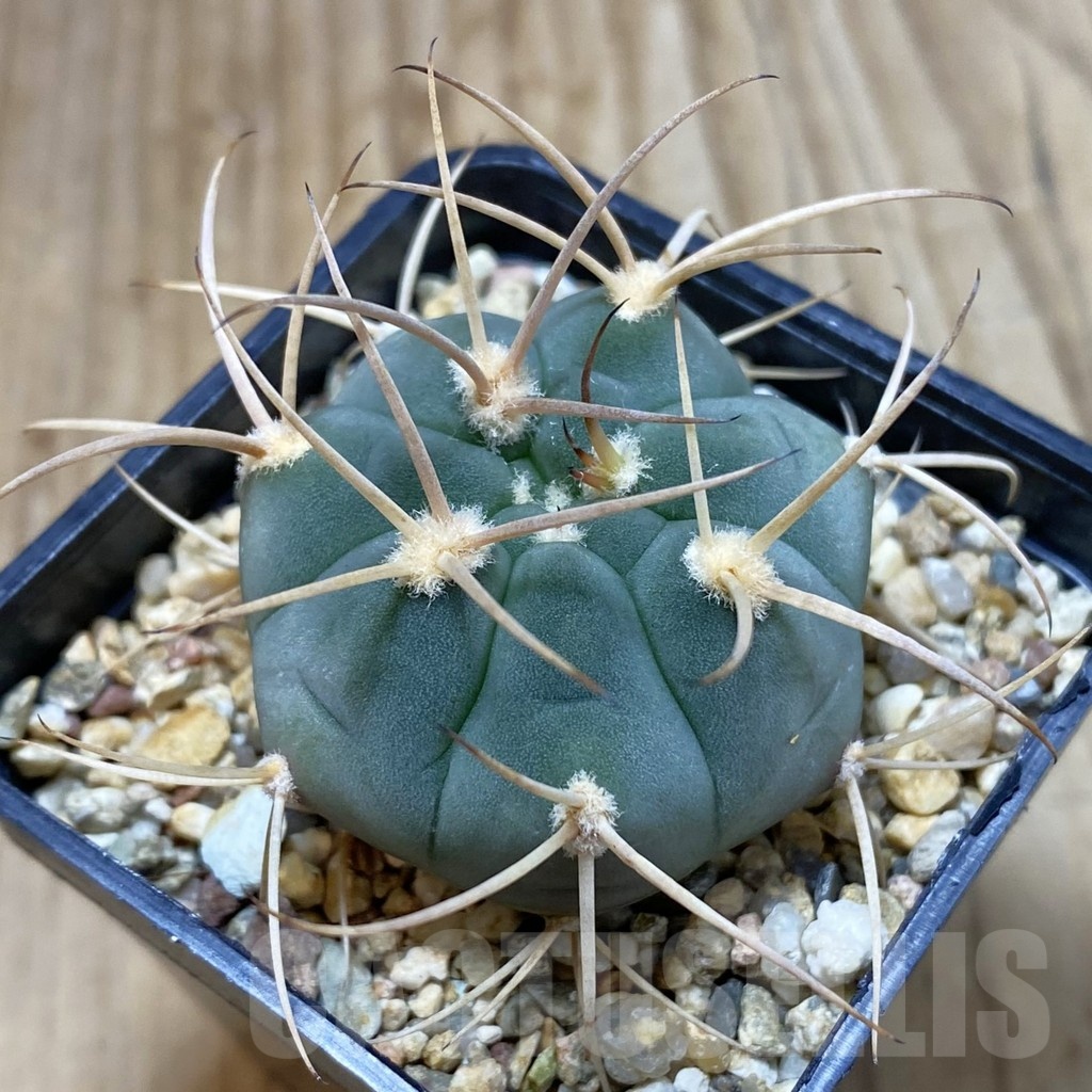 SH4615 Gymnocalycium bayrianum VG 639