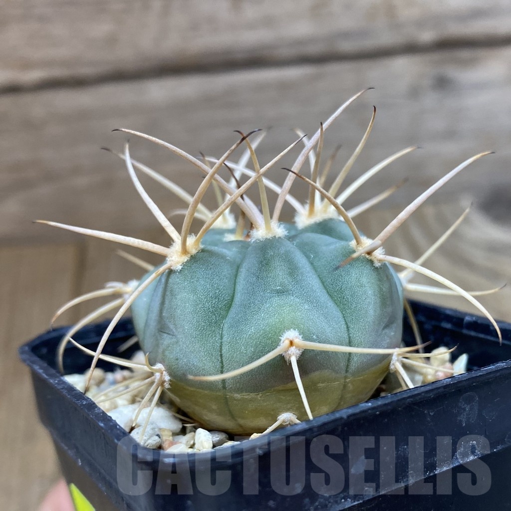 SH4615 Gymnocalycium bayrianum VG 639 - 画像 (2)