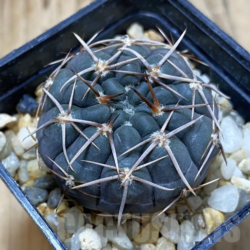 SH4631 Gymnocalycium borthii ssp. nogolense VG 412