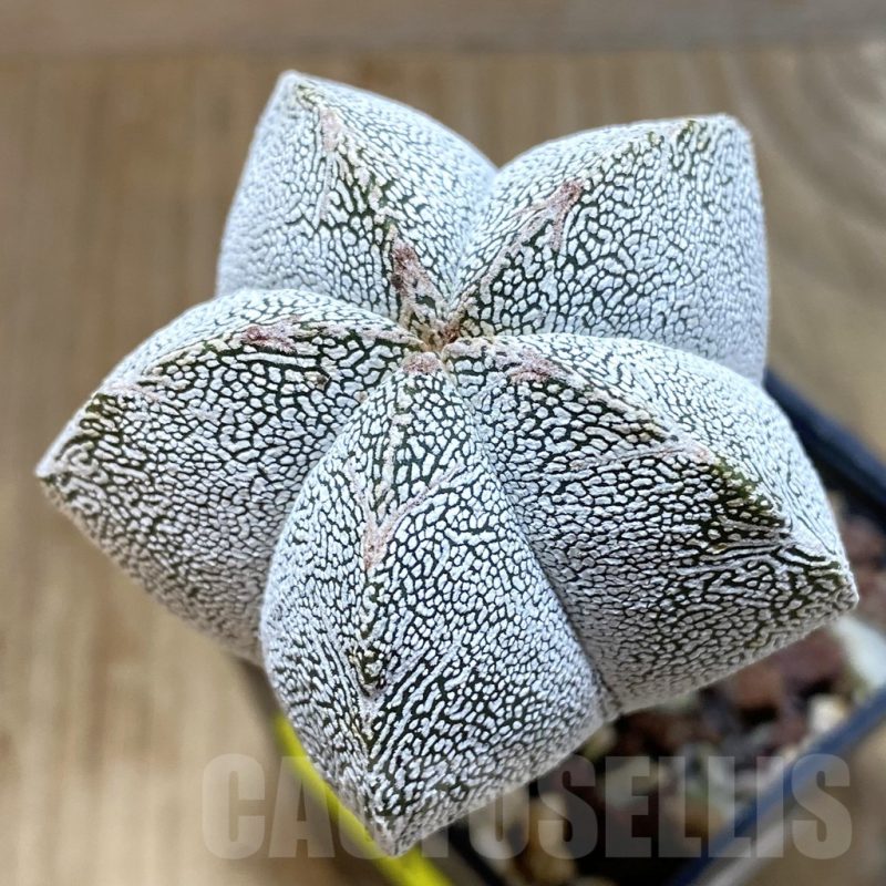 SH4636 Astrophytum myriostigma ‘Onzuka’