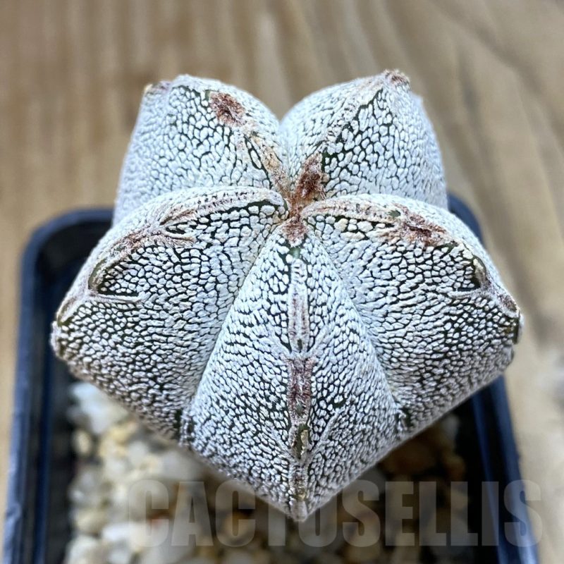 SH4644 Astrophytum myriostigma ‘Onzuka’ V-type