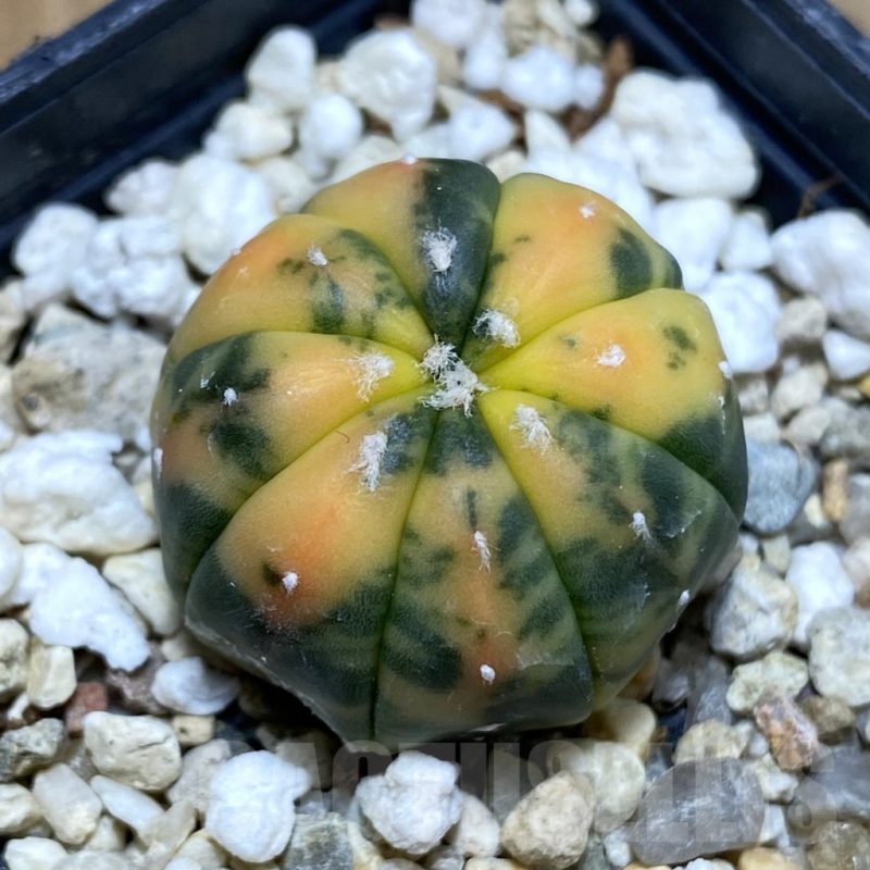 SH4657 Astrophytum asterias f. variegata