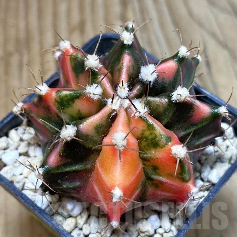 SH4664 Gymnocalycium mihanovichii 'Black end Red', seedling