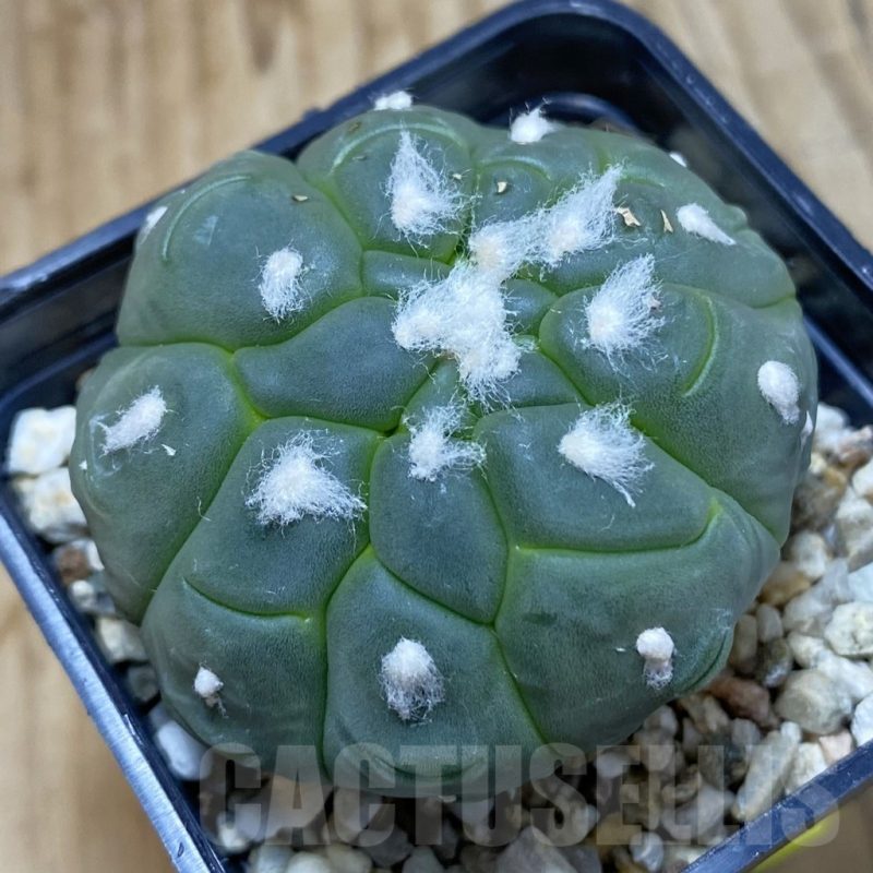 SH4672 Astrophytum asterias ‘Kikko Lizard Skin’