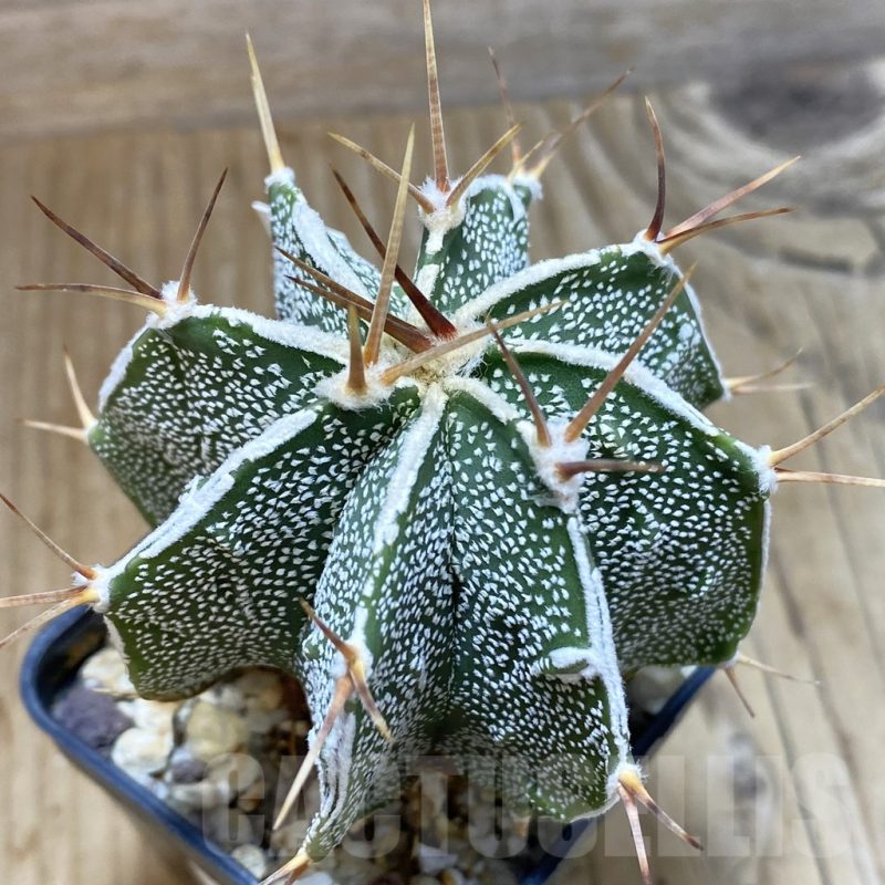 SH4675 Astrophytum ornatum hybrid