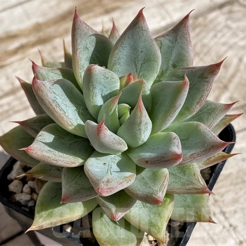 SH4683 Echeveria tolimanensis hybrid