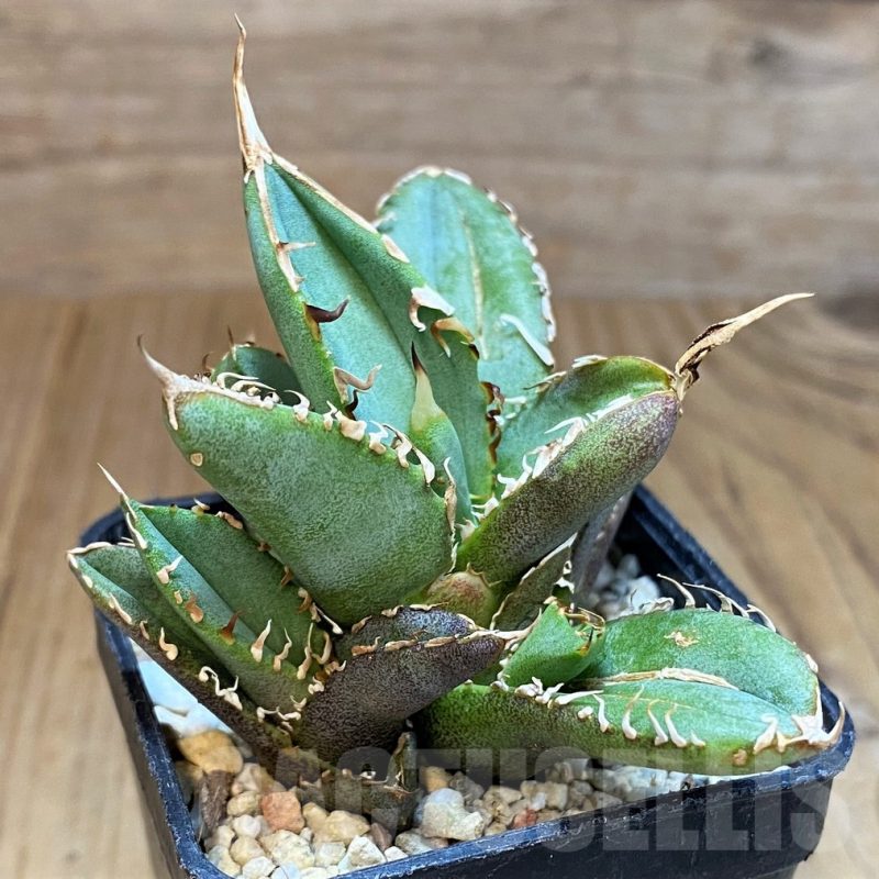 SH4709 Agave titanota ‘Sierra Mixteca’