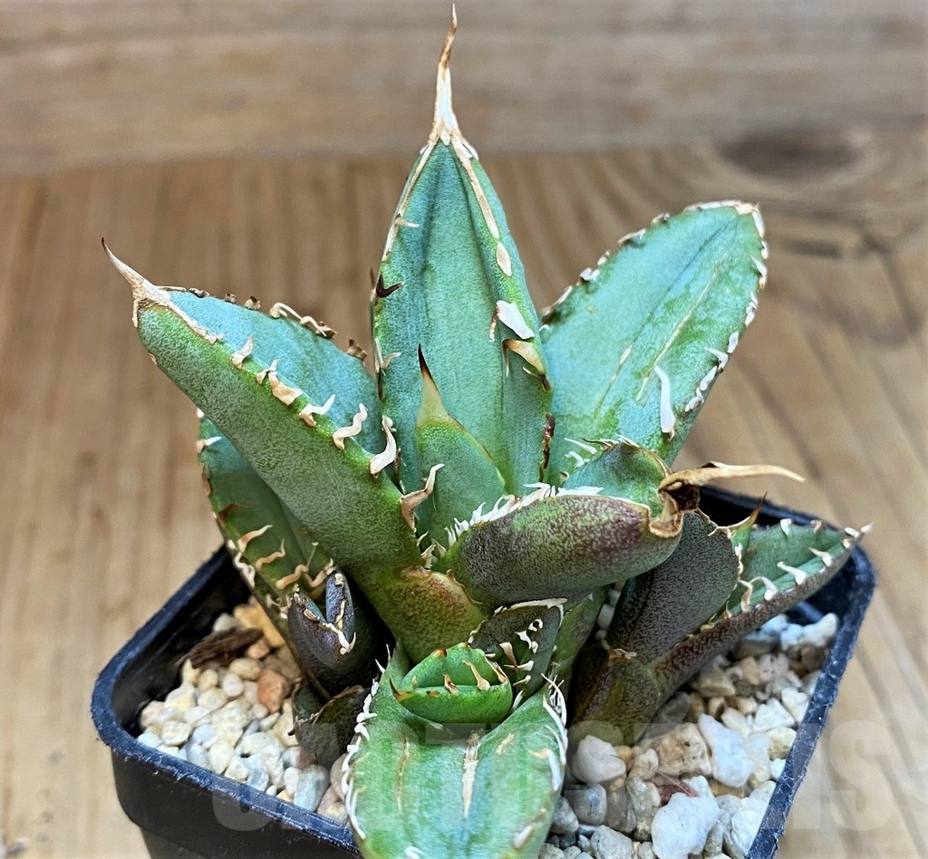 SH4709 Agave titanota ‘Sierra Mixteca’ - 画像 (2)