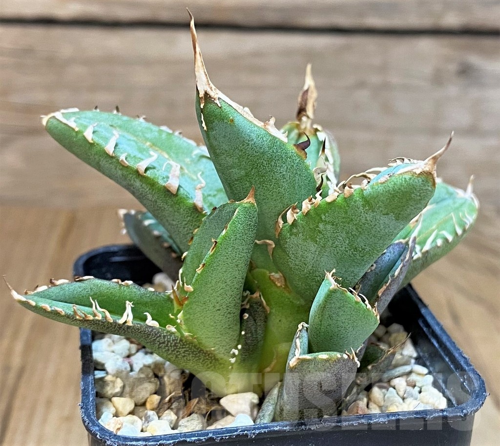 SH4709 Agave titanota ‘Sierra Mixteca’ - 画像 (3)