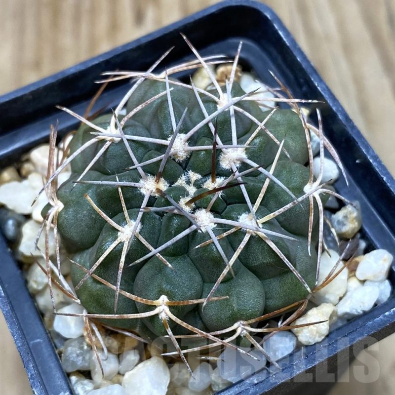 SH471 Gymnocalycium rhodantherum TOM 15-845/1