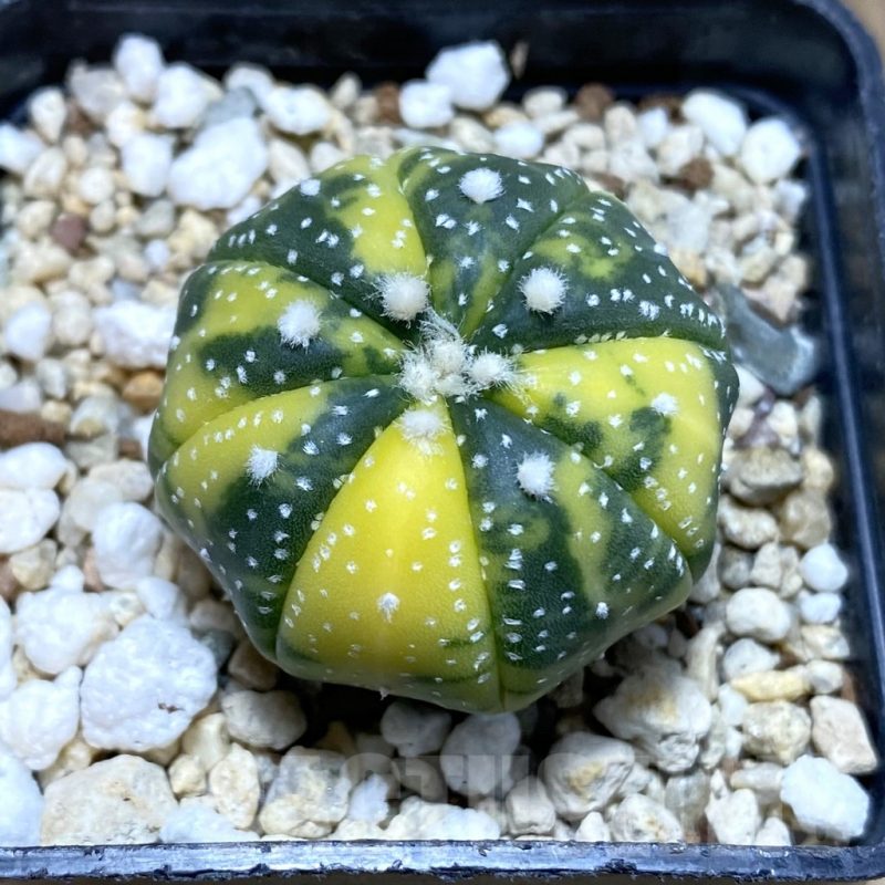 SH4736 Astrophytum asterias f. variegata