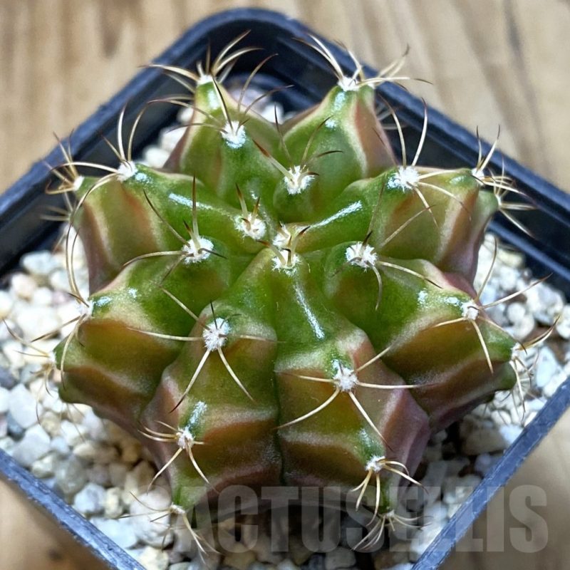 SH4759 Gymnocalycium mihanovichii ‘Neon’ hybrid, seedling