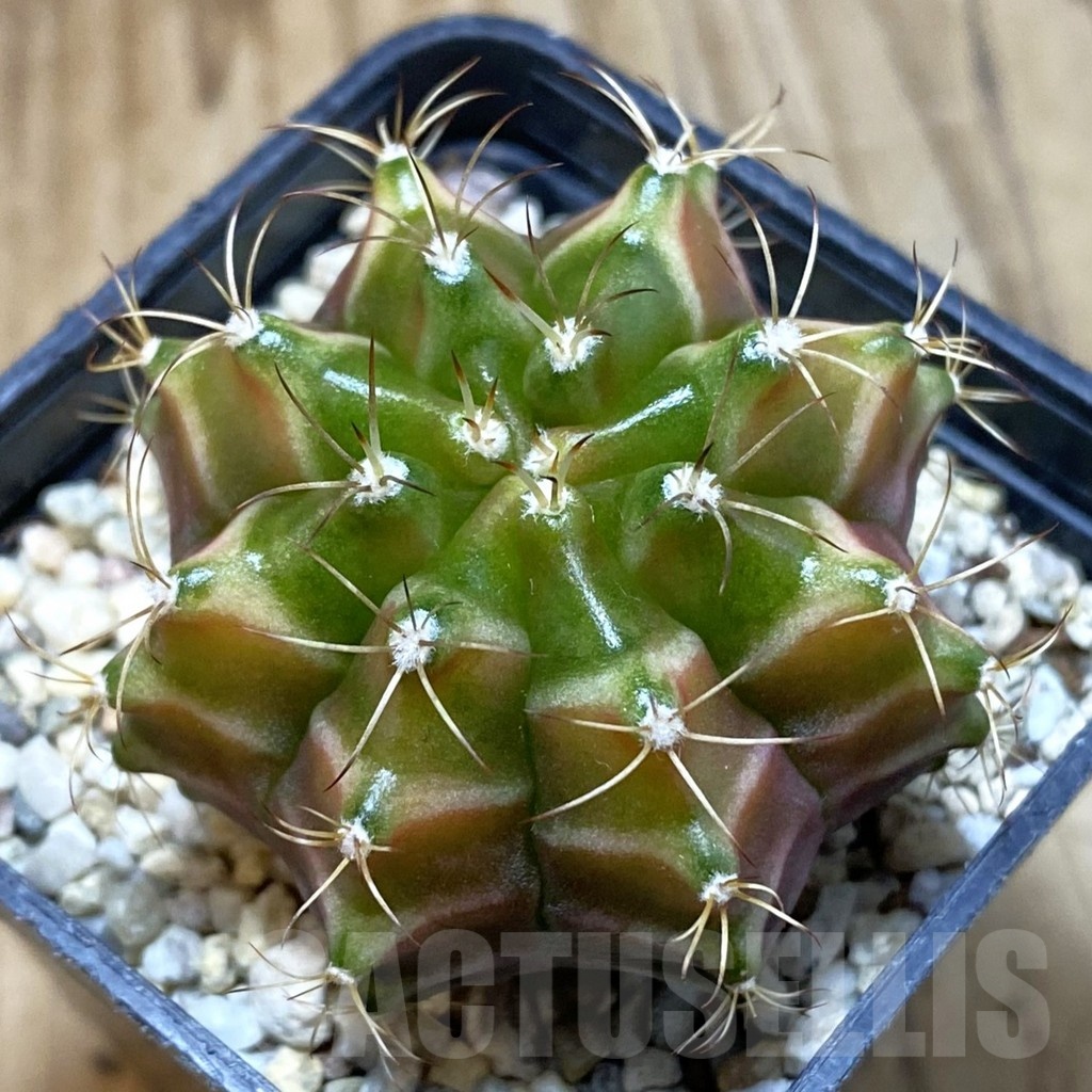 SH4759 Gymnocalycium mihanovichii ‘Neon’ hybrid, seedling