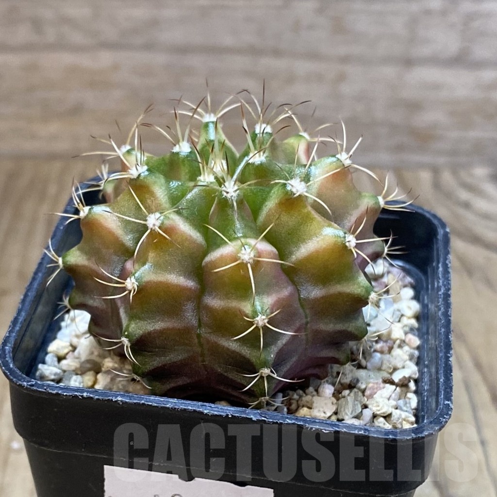 SH4759 Gymnocalycium mihanovichii ‘Neon’ hybrid, seedling - Image 2