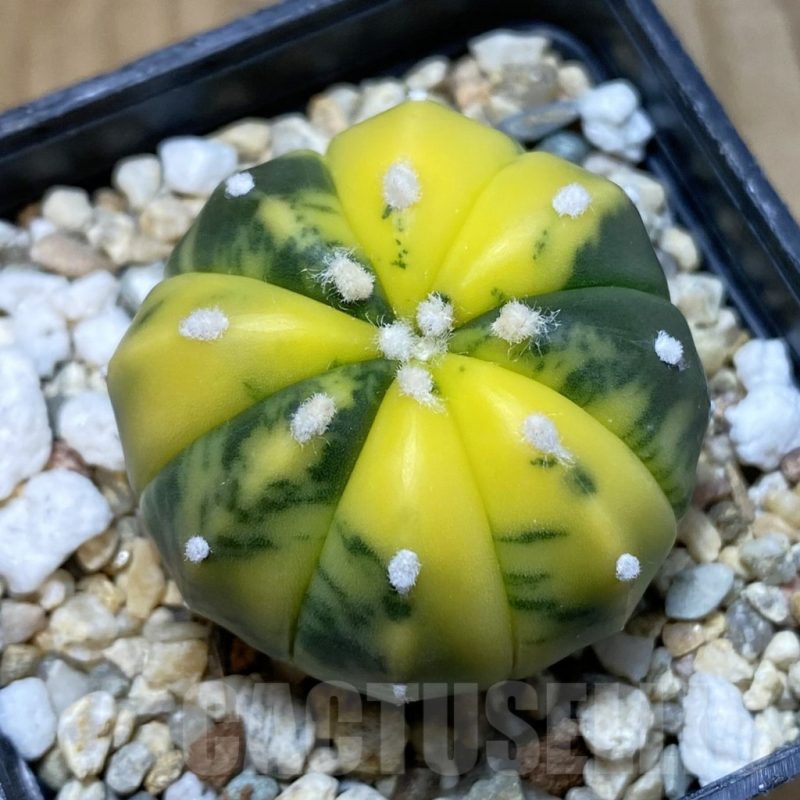 SH4767 Astrophytum asterias f. variegata