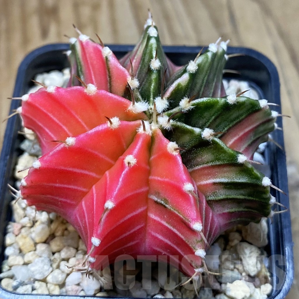 SH4774 Gymnocalycium friedrichii LB f. variegata, seedling - Image 3