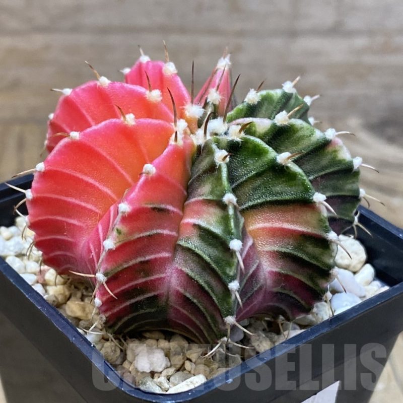 SH4774 Gymnocalycium friedrichii LB f. variegata, seedling