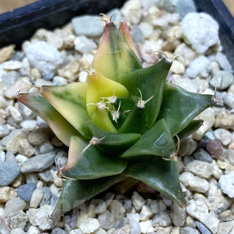 SH4790 Obregonia denegrii f. variegata