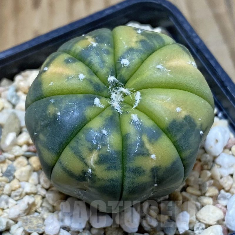 SH4792 Astrophytum asterias f. variegata