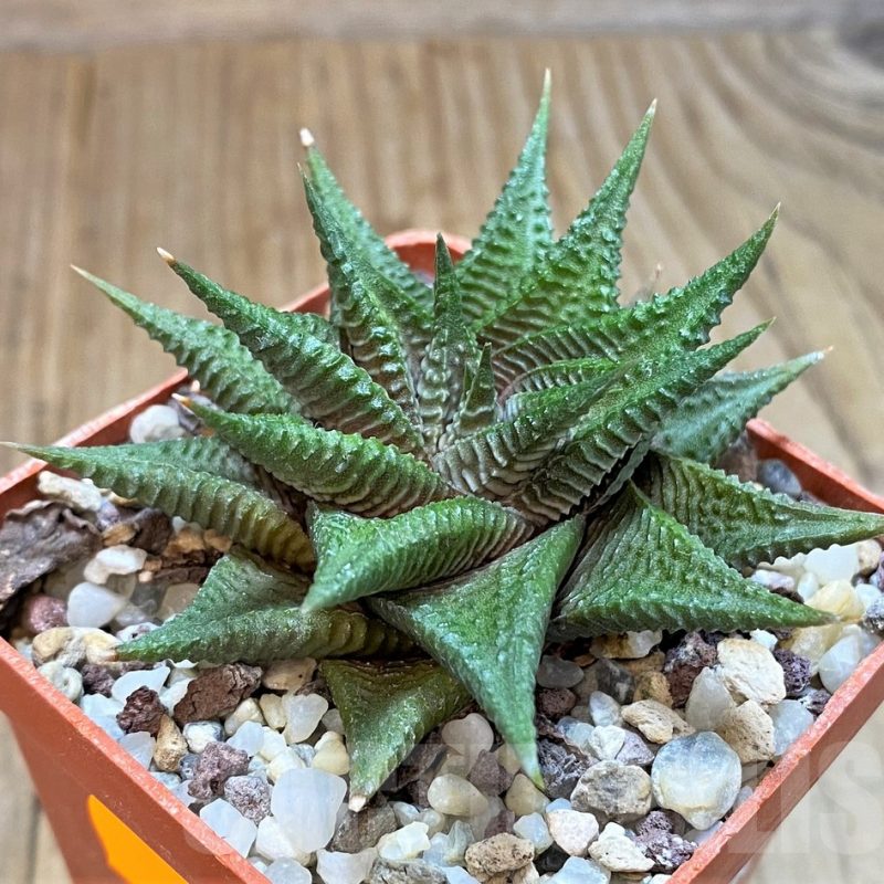 SH482 Haworthia limifolia