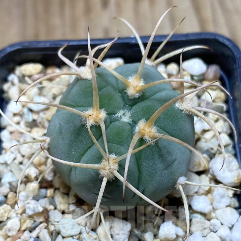 SH4860 Gymnocalycium bayrianum VG639